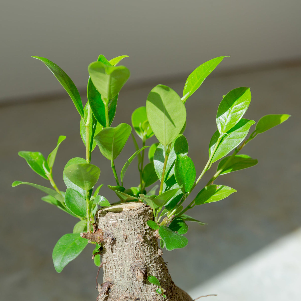 ガジュマル4号　ポットセットをオーダーするならFlower&amp;Plants tette │ 「手から手へ、想いを運ぶフラワーショップ」【板橋駅徒歩4分】【熟練フローリスト夫婦が運営】【最短2営業日で発送】【24時間365日注文OK】【ギフトは3300円〜】フラワーギフトを手から手へ、想いを込めたブーケやアレンジメントで大切な人に感謝と愛情を。シーンや用途に合わせて選びやすい豊富な種