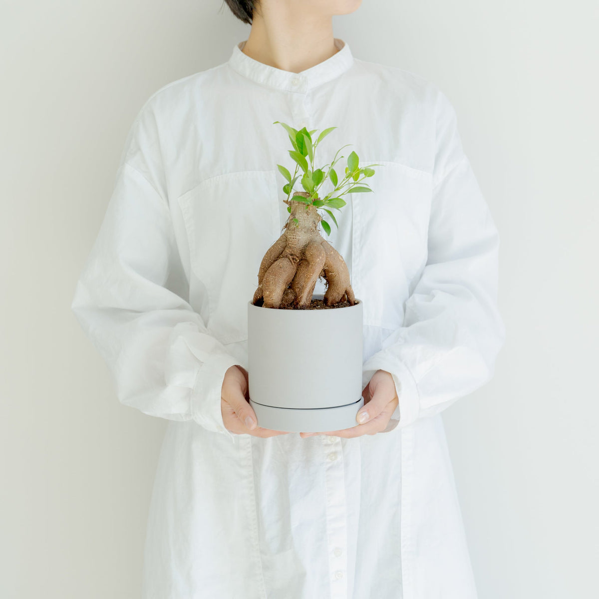 ガジュマル4号　ポットセットをオーダーするならFlower&amp;Plants tette │ 「手から手へ、想いを運ぶフラワーショップ」【板橋駅徒歩4分】【熟練フローリスト夫婦が運営】【最短2営業日で発送】【24時間365日注文OK】【ギフトは3300円〜】フラワーギフトを手から手へ、想いを込めたブーケやアレンジメントで大切な人に感謝と愛情を。シーンや用途に合わせて選びやすい豊富な種